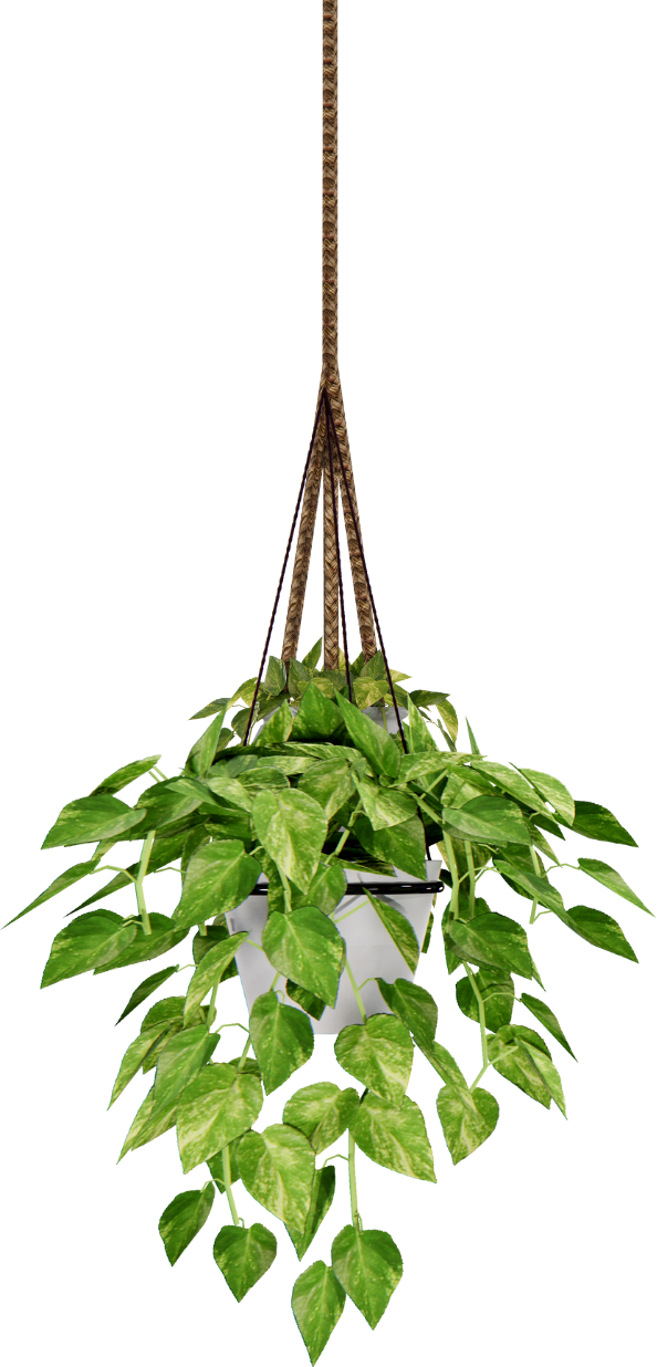 Hanging plant with lush green leaves in a white pot, suspended by a rope.